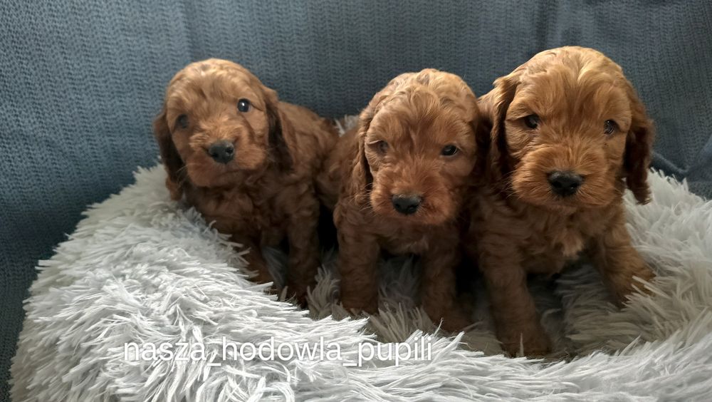 Cockapoo śliczny piesek