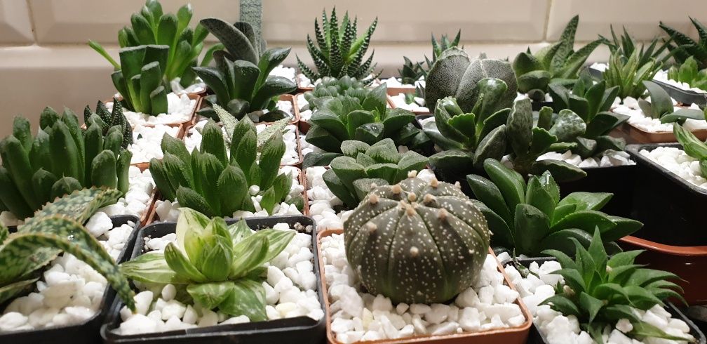 Сукуленти гастерія хавортія Haworthia Сукуленти Трунката