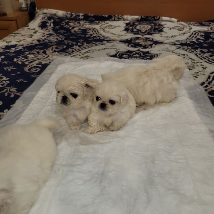 Цуценята пекінес