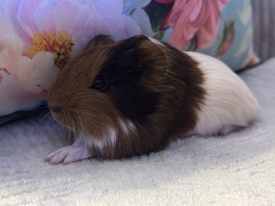 Cudny Samiec Świnka Morska Kawia Domowa Gladkowlosa