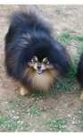 Pomeranian szpic miniaturowy rep