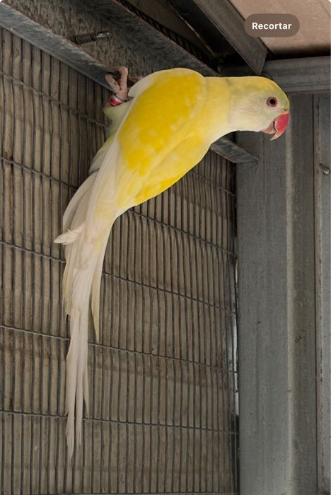 Ring necks malhados dominantes