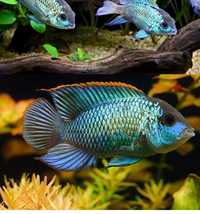 Нанокара синя неон цихліди акваріумні риби великі nannacara neon нанна
