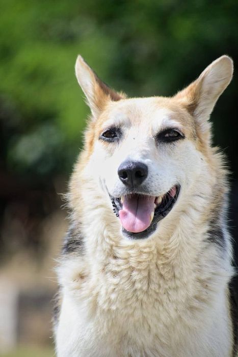 Jacky potrzebuje domu