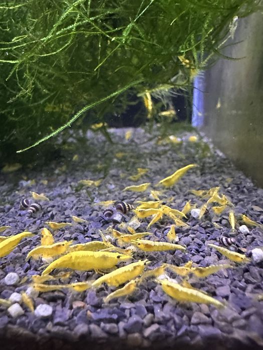 Neocaridinas Yellow Golden Back