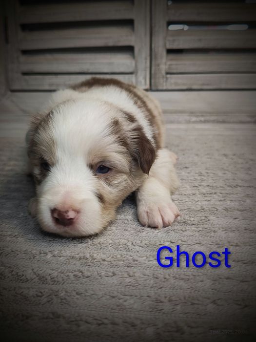 Border collie piesek red merle przebadani rodzice
