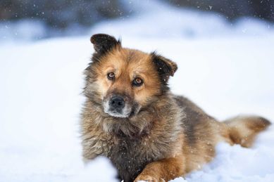 Łajka do adopcji - Schronisko Canis w Kruszewie