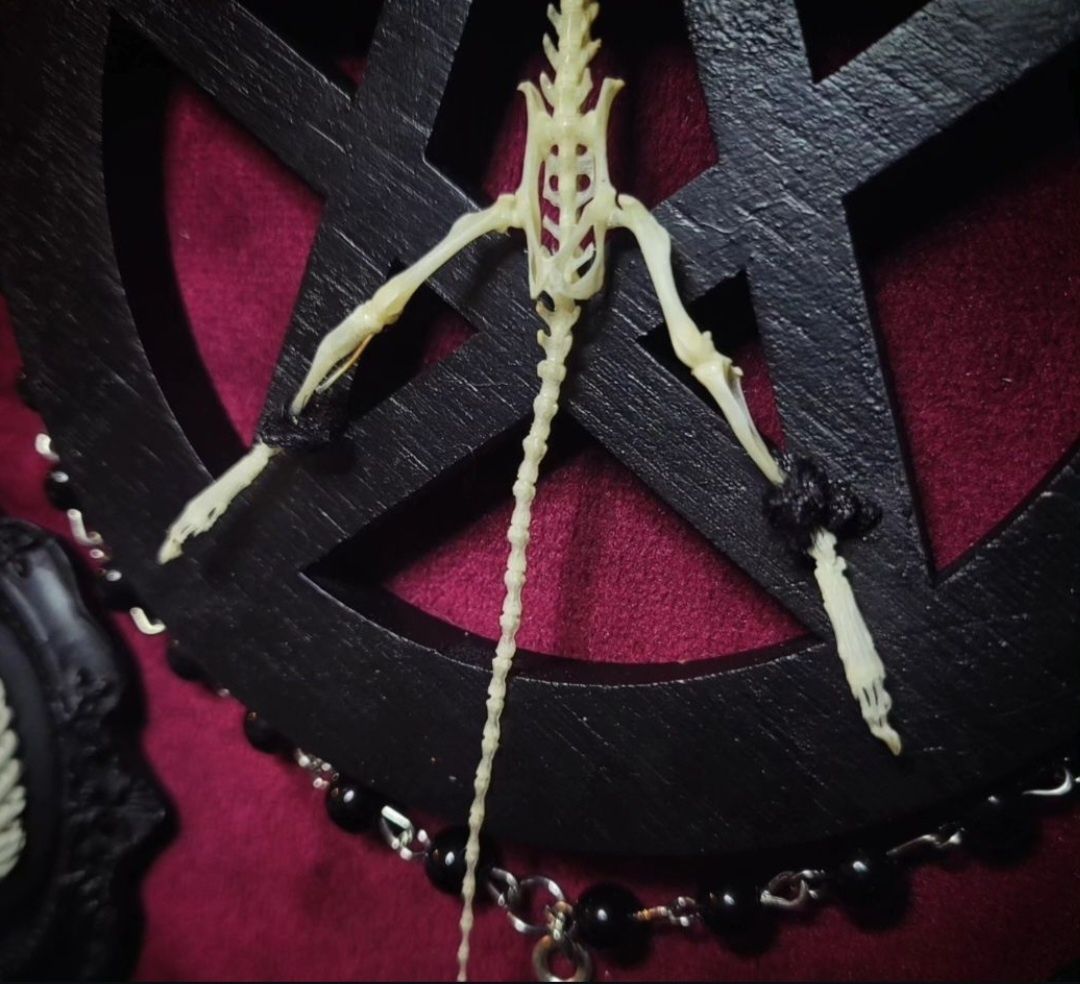 Taksydermia szkielet myszy pentagram