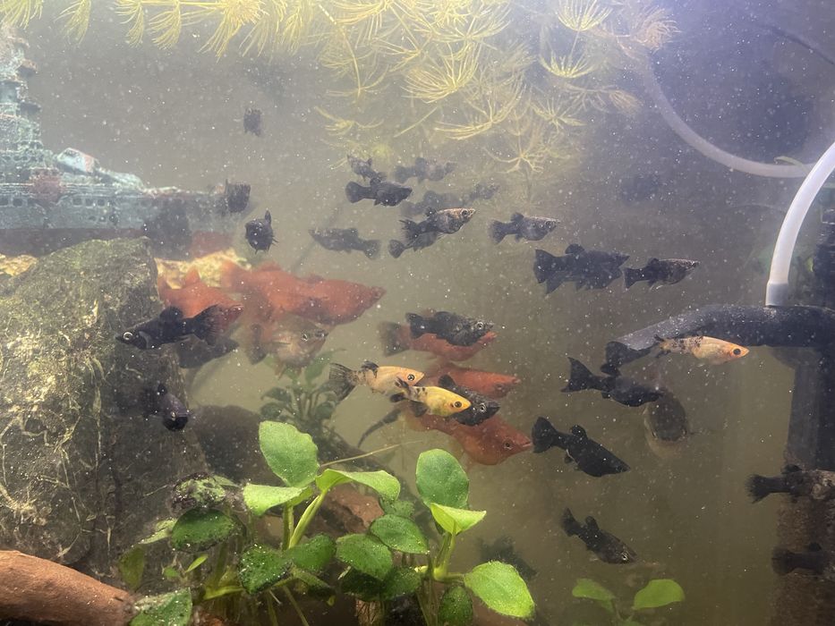 Molinezje czarne pomarańczowe beda tez mieczyki