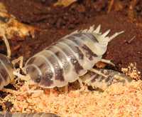 TANIO porcellio laevis dairy cow