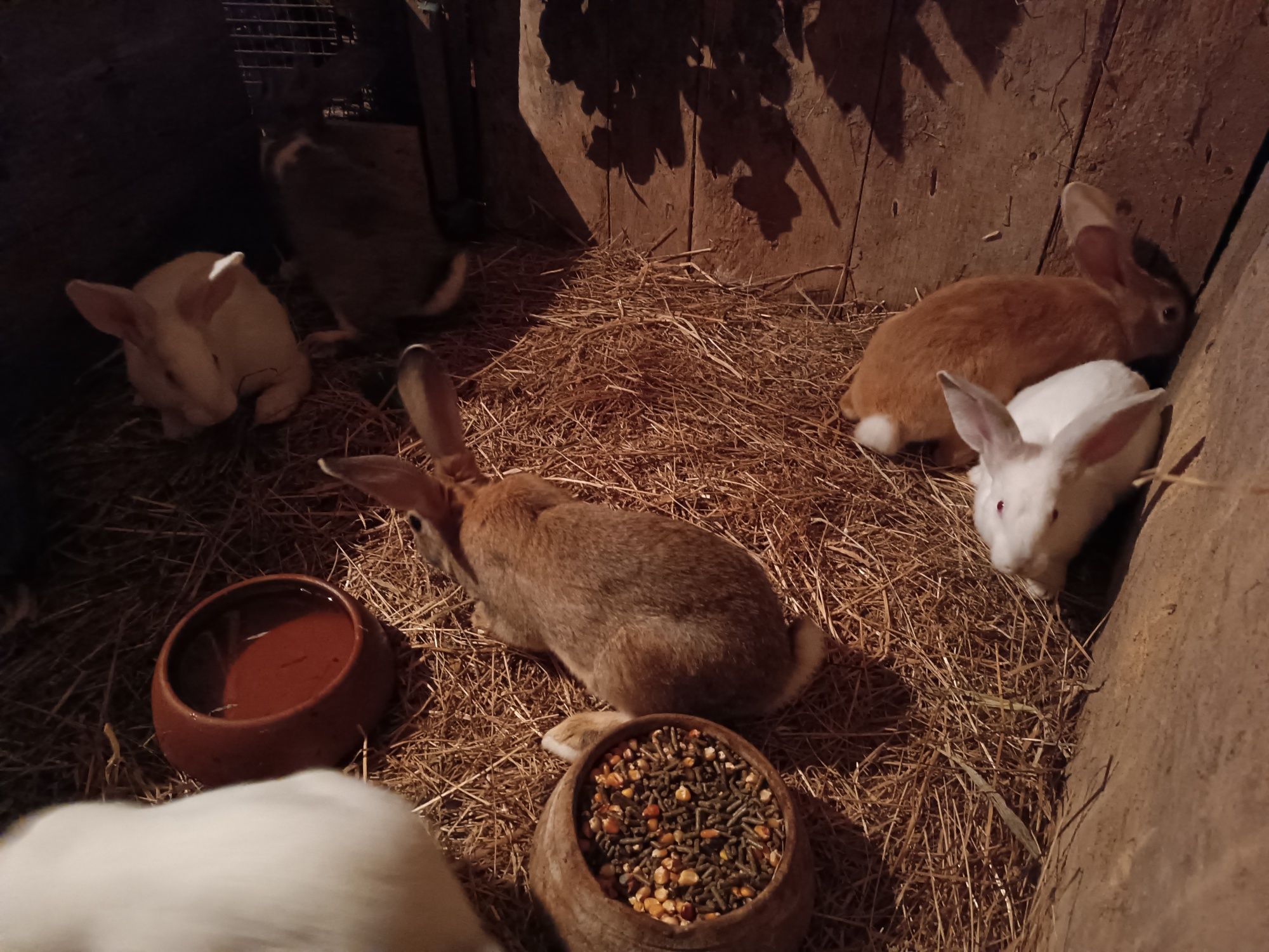 Coelhos caseiros