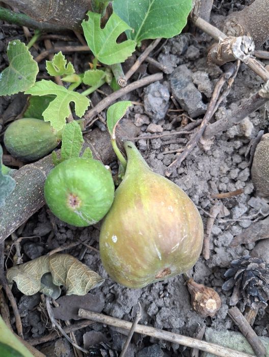 Продам саджанці інжиру і граната