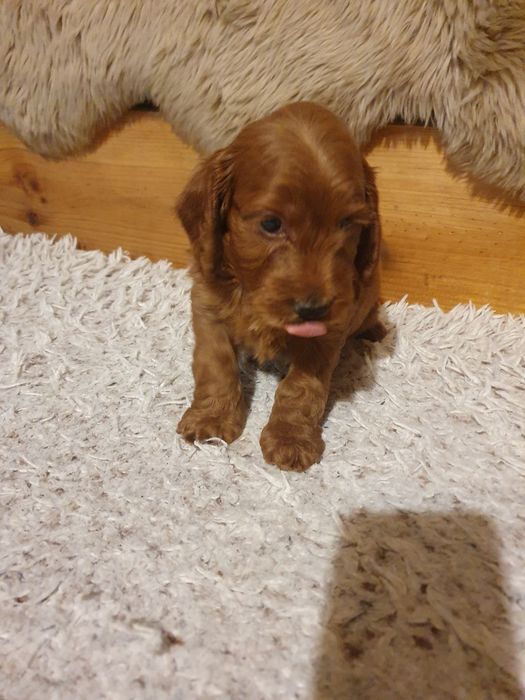 Szczeniak rasy cockapoo