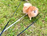 Szpic miniaturowy pomeranian suczka do adopcji