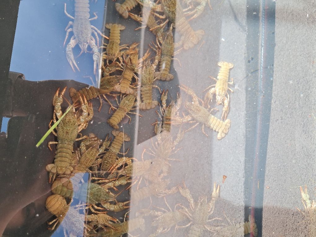 Lin narybek 14-18cm. Karp, amur, Jesiotr