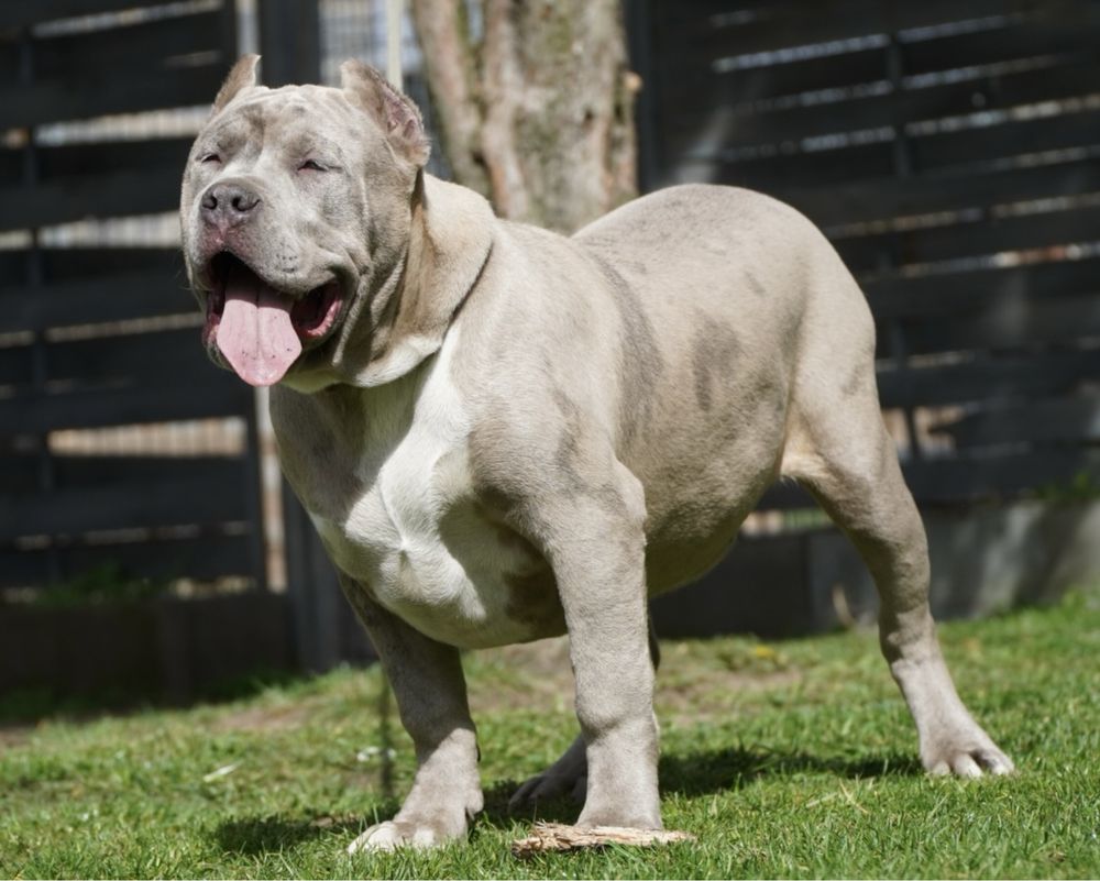 American Bully xl ABKC samiec merle 5 miesiecy gotowy do zmiany domu