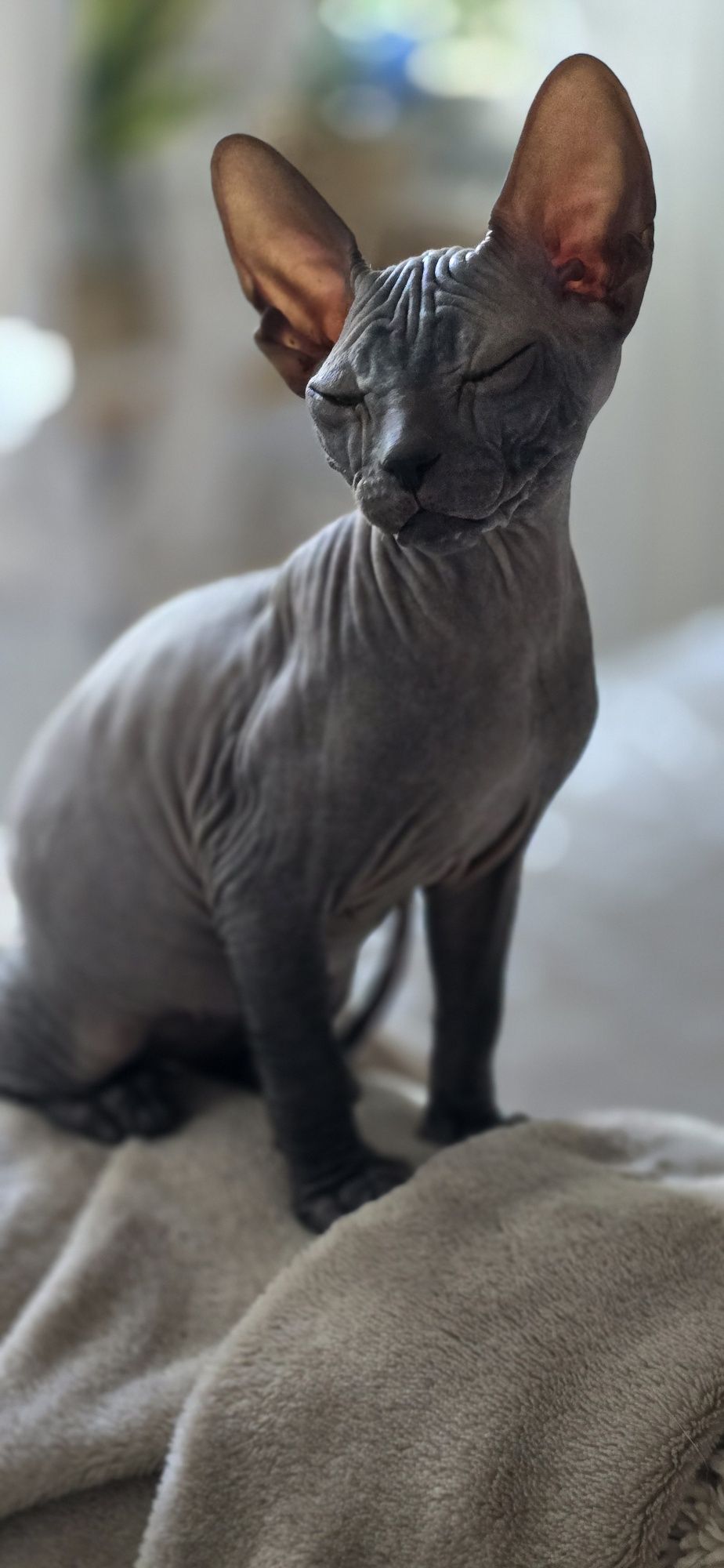 WCF DON Sphynx kotek