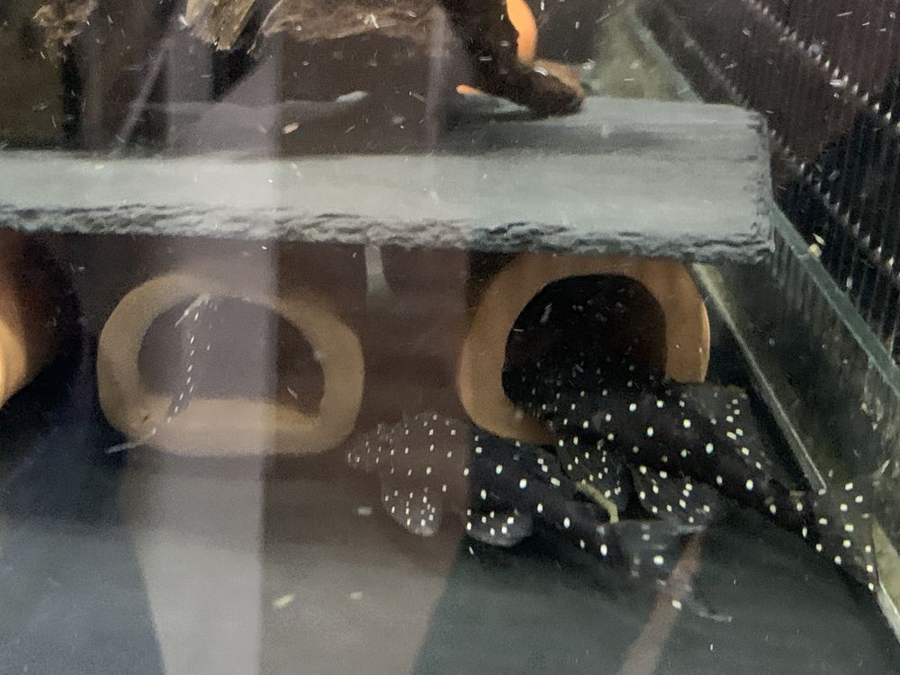 L184 brilliant pleco 3,5-4cm