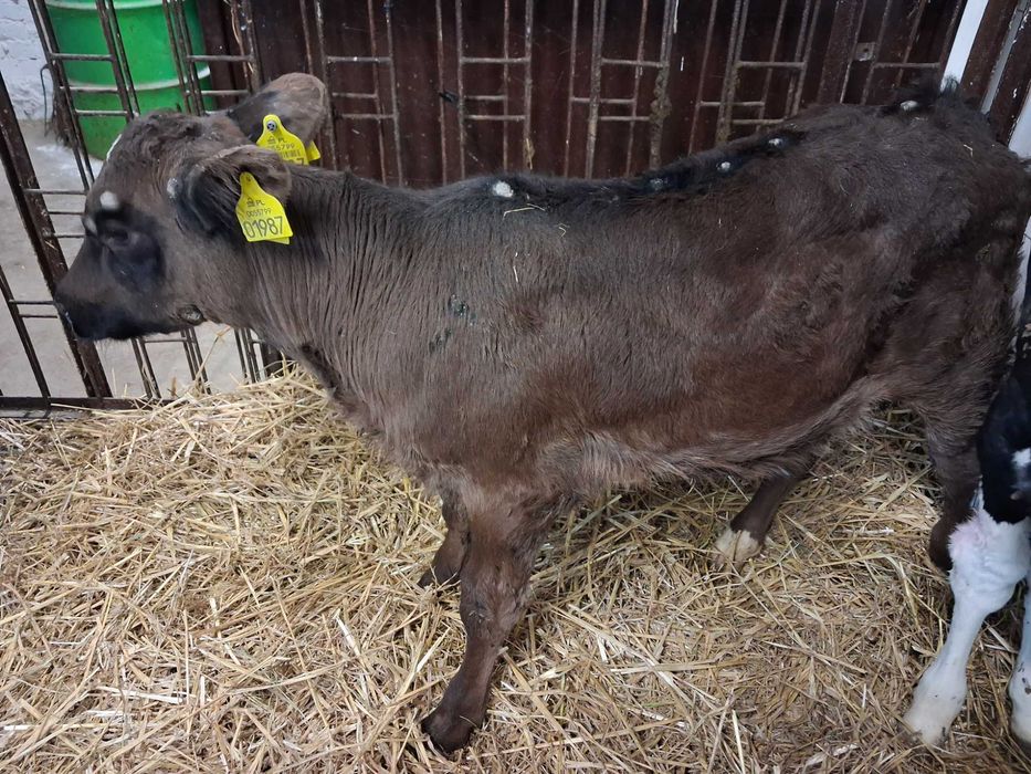 jałówka jałówki mm