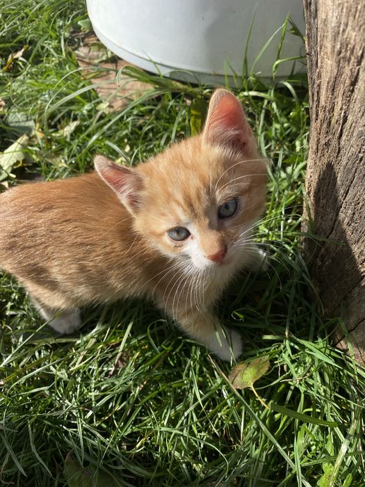 Котики шукають дім