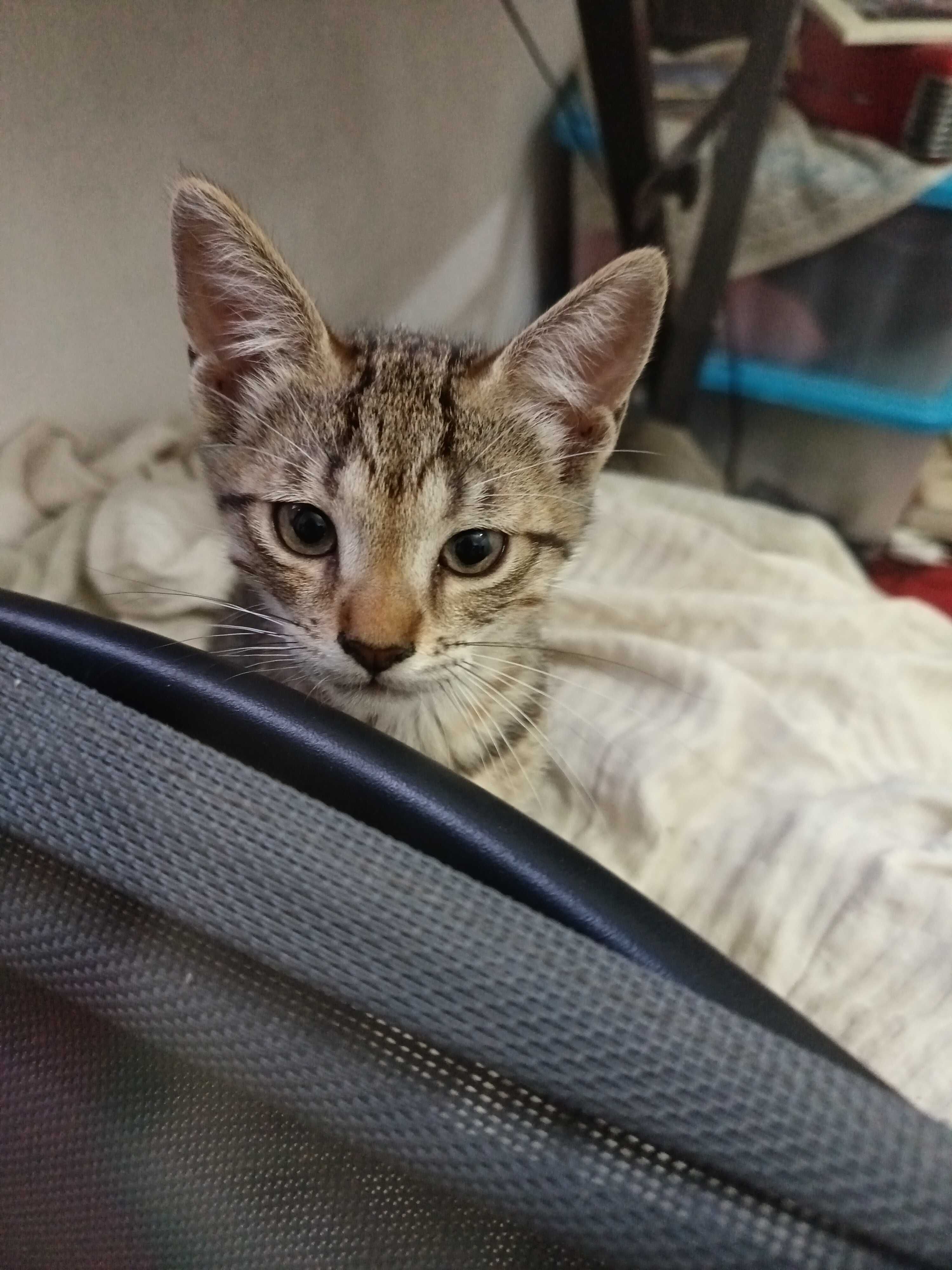 Gatinho adorável para oferecer