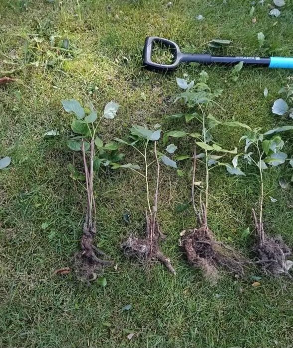 Sadzonki malin jesiennych