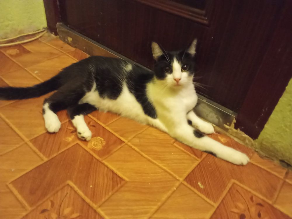 Do pilnej adopcji