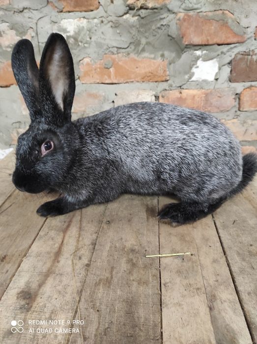 Кролі Кролики полтавське срібло