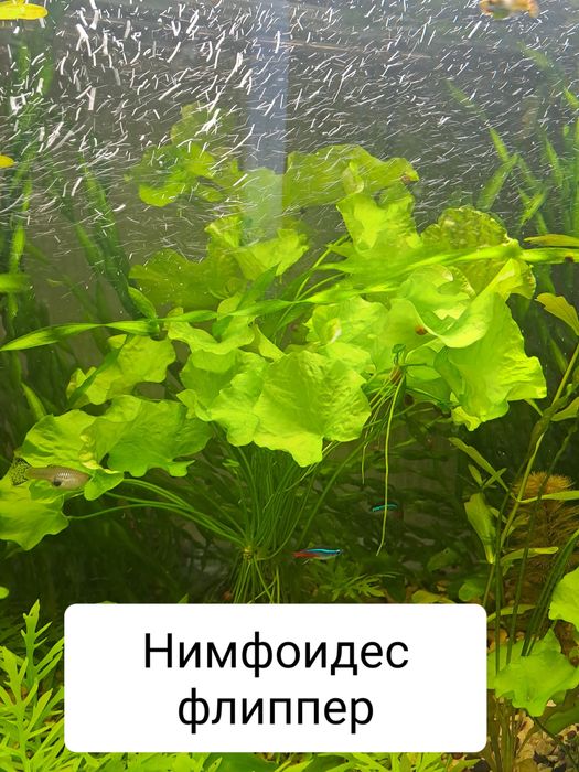 Продам акваріумні рослини дуже гарні