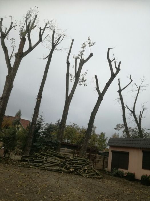 Wycinka drzew i przycinka ALPINISTYCZNIE wraz z rebakowaniem