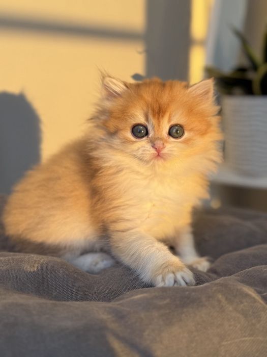 Котята британцы золотая шиншилла
Предл