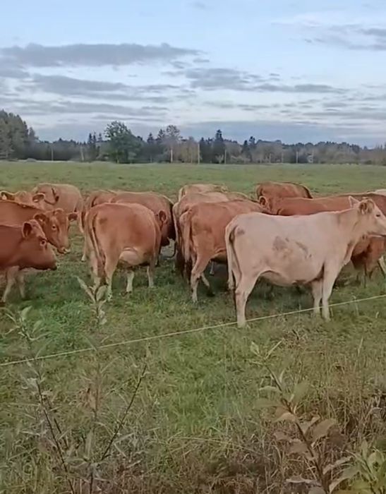 Jałówki mleczne wysokocielne Estońska czerwona  7-8 miesięcy cielność