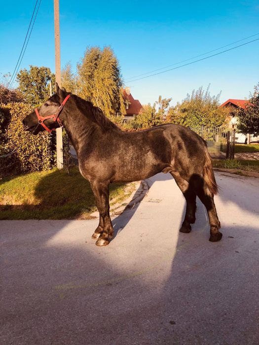 Siwy Percheron 2024