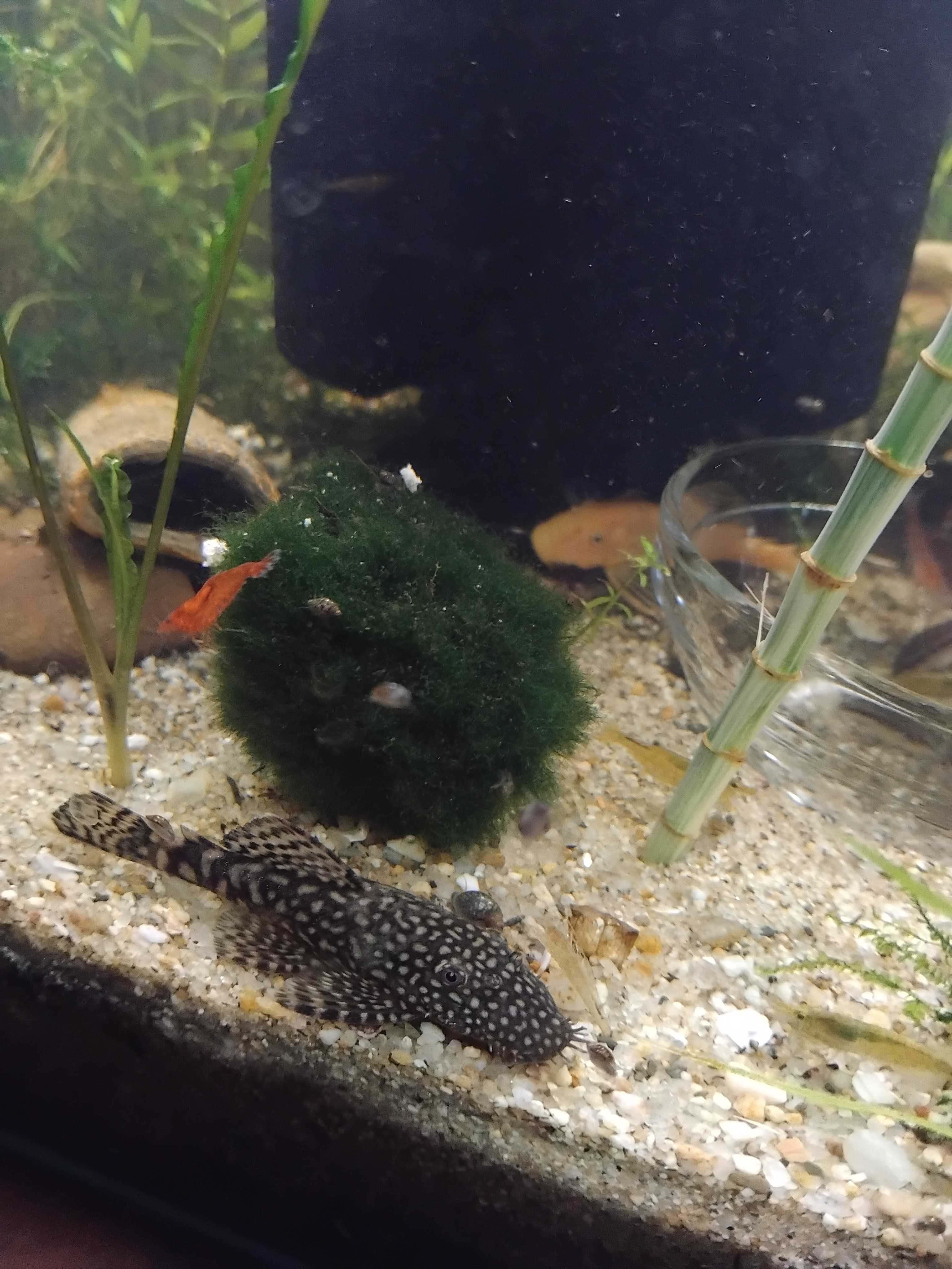 Mix de peixes y camaroes