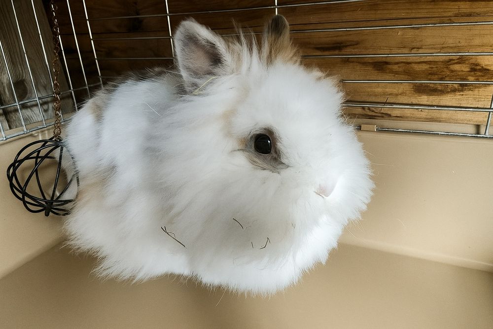 Królik lwi puchaty dorosły duży