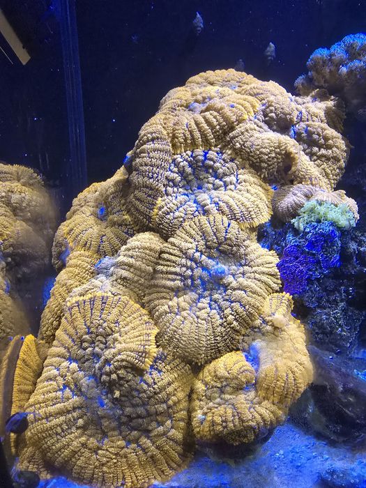 CoraL  Rhodactis