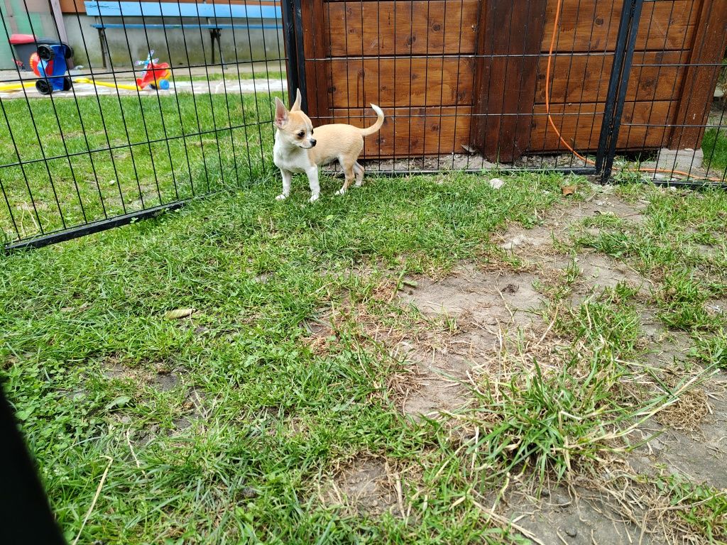 Chihuahua 4 miesiące, a waga tylko 1,1 kg, śliczna, odważna, rodowód