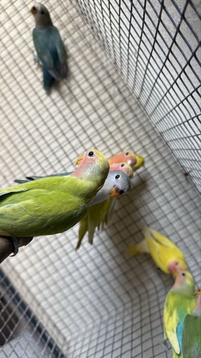 Vende-ae roseicollis