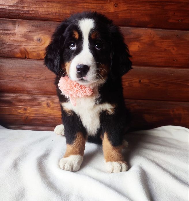 Bernenskie Psy Pasterskie !