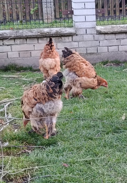 Brahma olbrzymia kury i koguty 2025