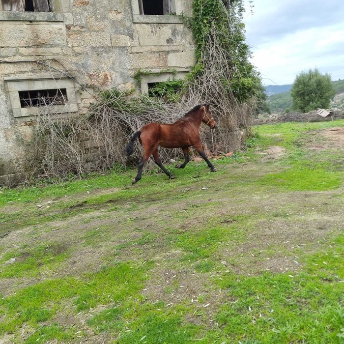 Cavalo montado para venda