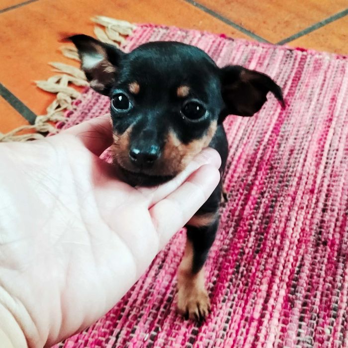 Pinscher fêmea belíssima