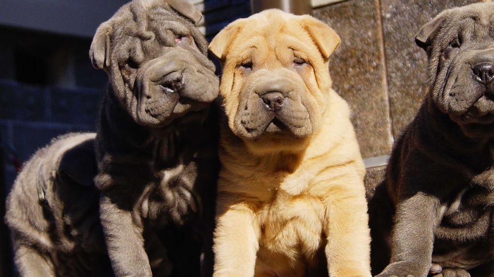 Frugo,Błękitno płowy samczyk Shar Pei z rodowodem, po rodzicach FCI