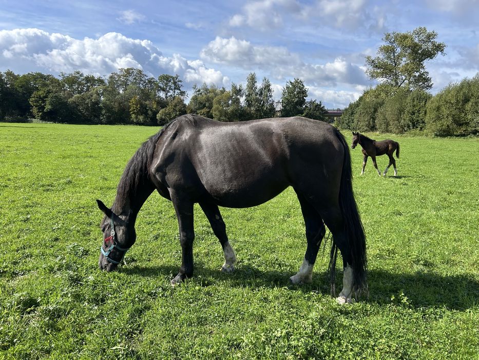 Klacz śląska 5 letnia