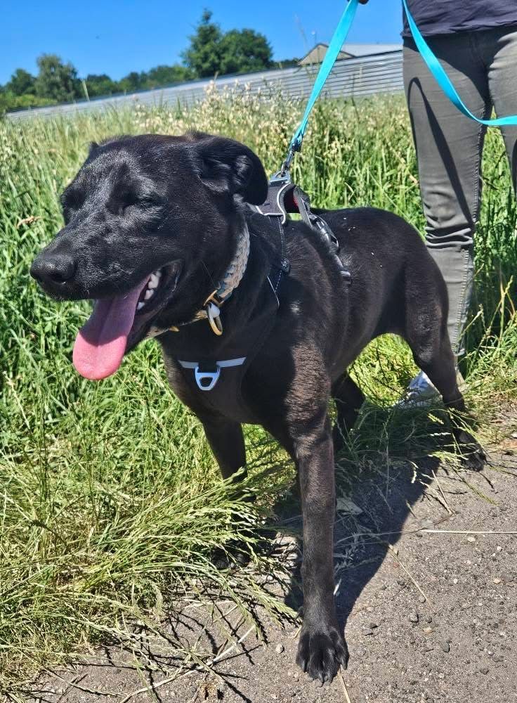 Emi w typie labradora do adopcji