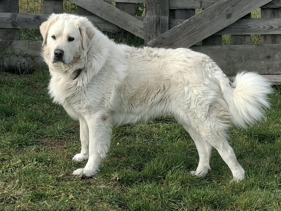 ODDAM Owczarki Podhalańskie