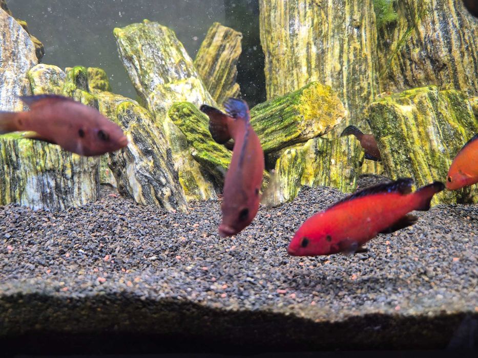 Hemichromis exsul