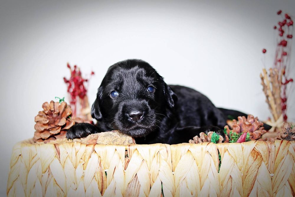Flat coated retriever czarny piesek