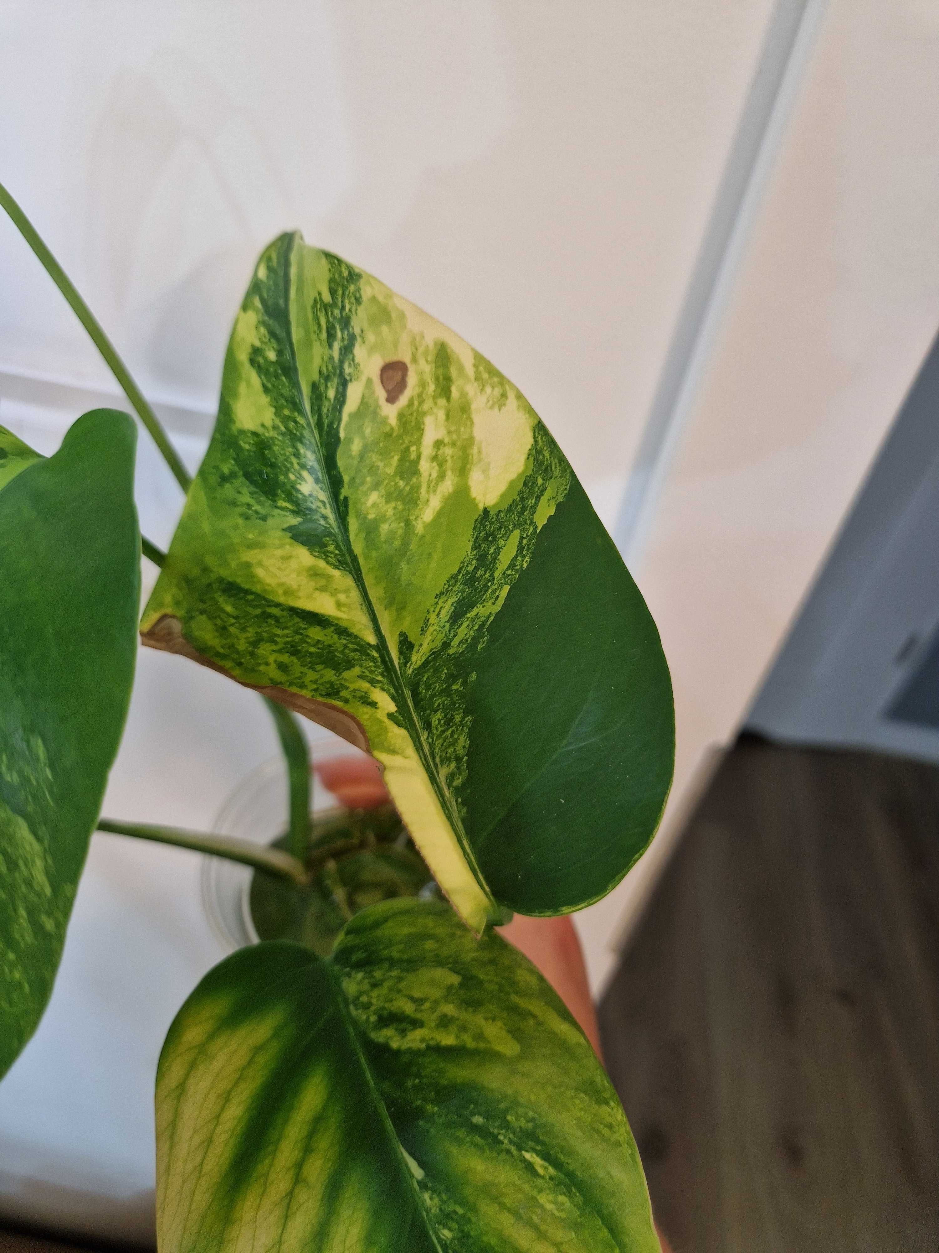Monstera marmorata aurea 5 liści