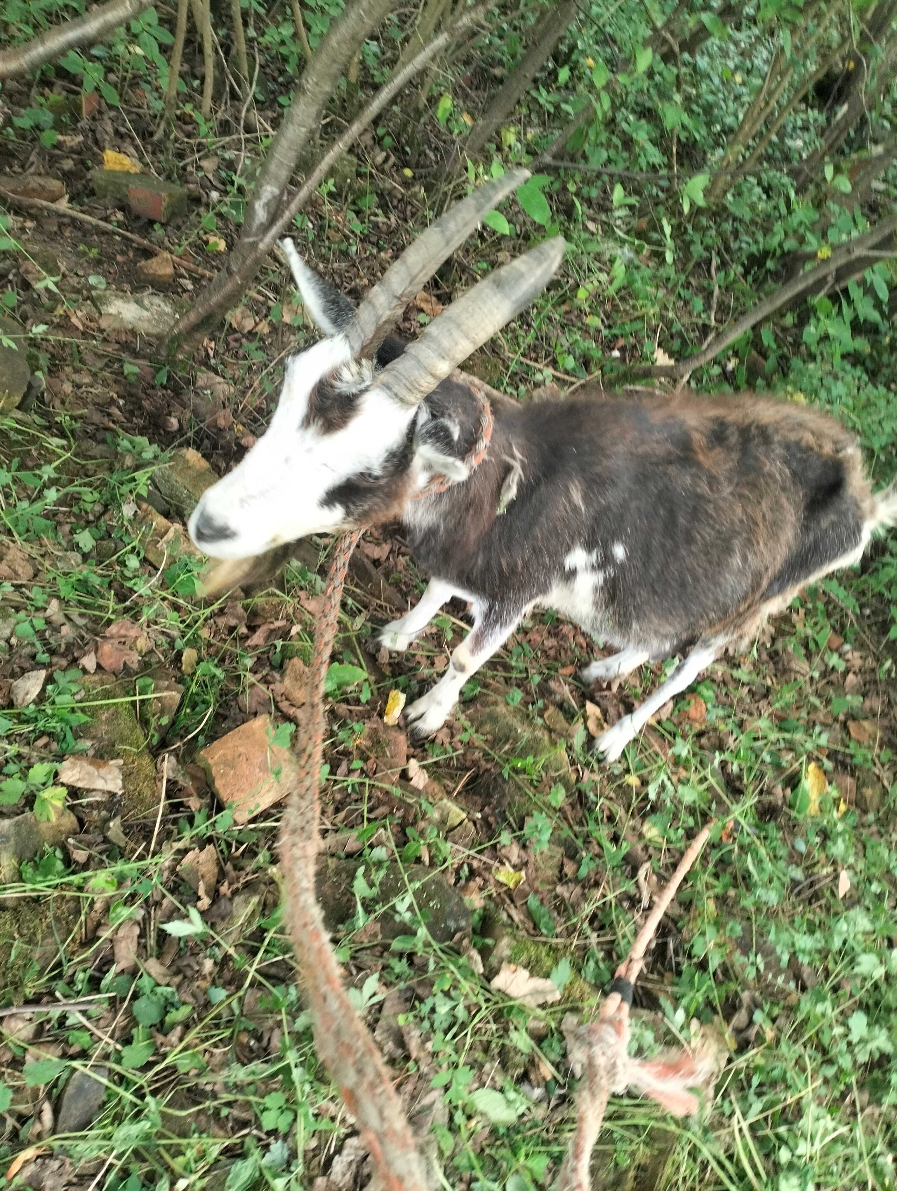 Witam sprzedam kozę